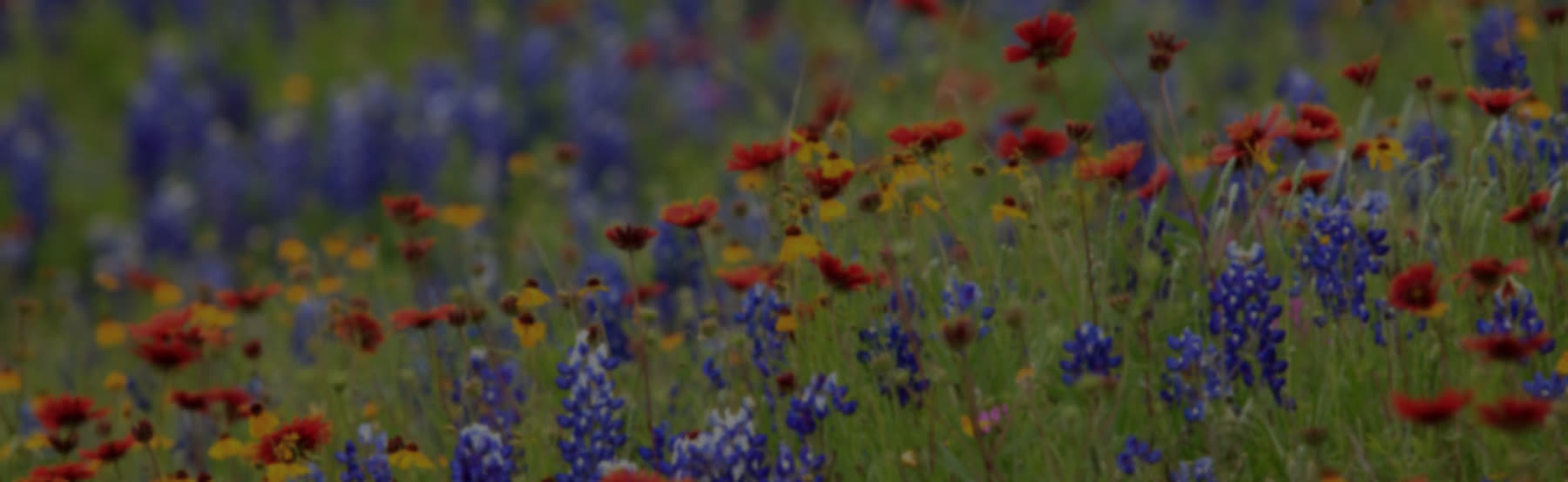 Shopping and services near Blessing Community in Round Rock