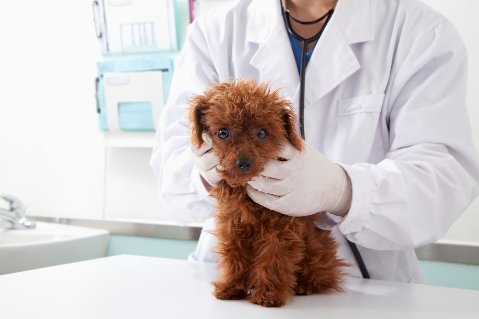Veterinarian examining a dog